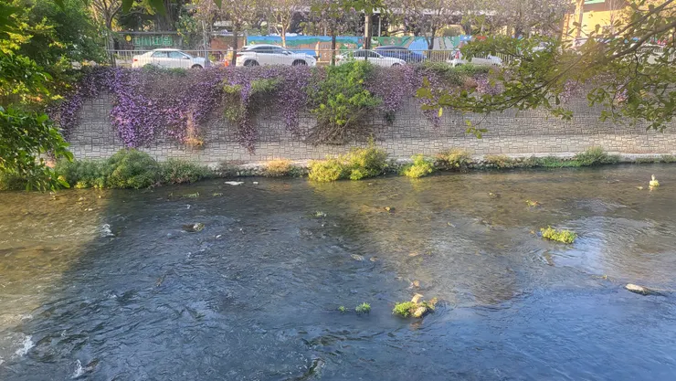 柳川夜鷺(李建崑攝影)