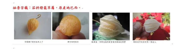 苦蘵的育苗過程