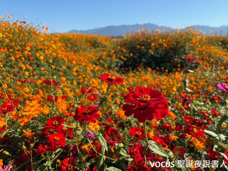 看一張濃墨重彩的花海美照