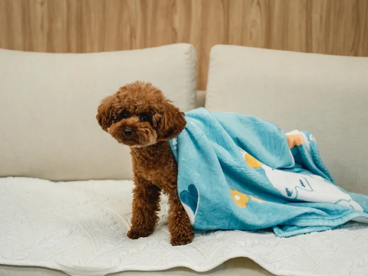 圖說：倍力寵物健康食品與台灣動物緊急救援小組（ARTT）首度合作，舉辦10月募糧活動，捐助金額滿2千元，贈送倍力品牌毛毯一條。（資料來源：倍力寵物健康食品）