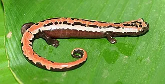 Bolitoglossa mexicana