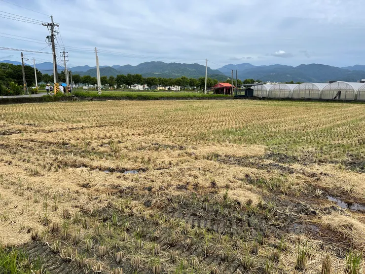 隔壁的田已經收割了