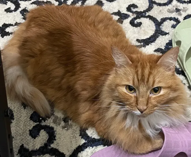 抱著奴才的拖鞋,再用眼神表達愛意的胖橘。