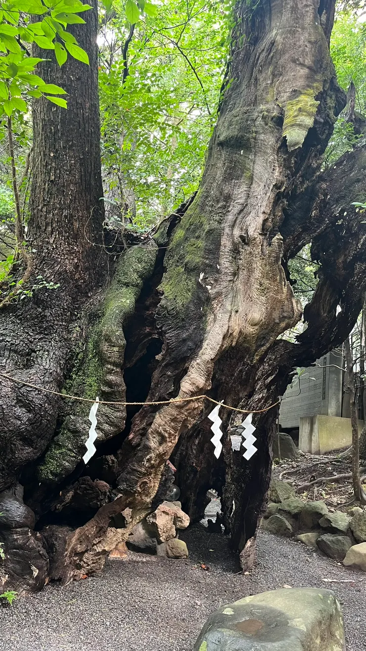 即使300年前被落雷打中，它還是繼續壯大。