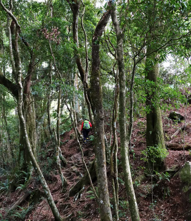 在雜木林中一路緩上