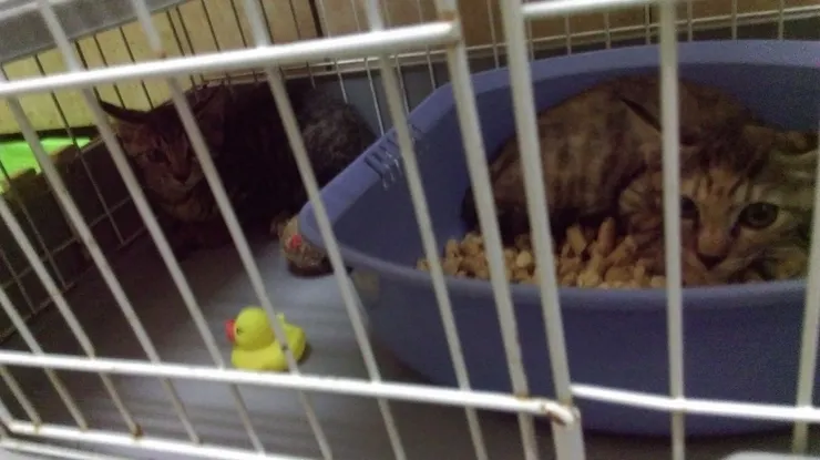 還在警戒人的狀態.