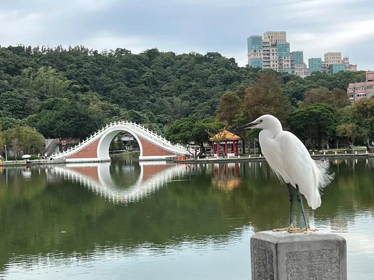 白鷺不怕人像雕像停駐在涼亭