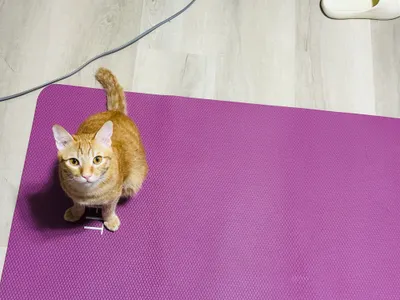 你說你是不是我運動的絆腳石？