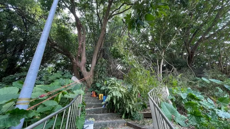 使用省力系統拖拉樹幹出來