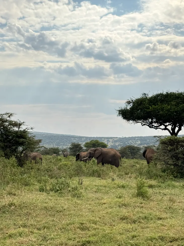 至少十隻以上的象群,有大有小出來覓食~~~