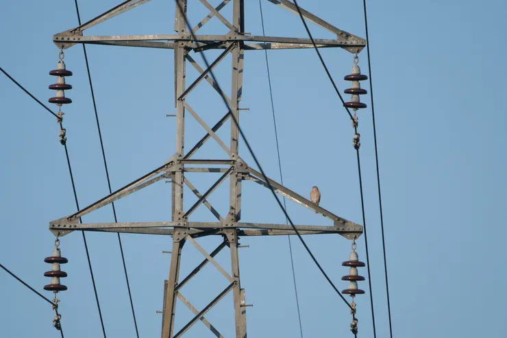 遠處一隻Shikra（猛禽）