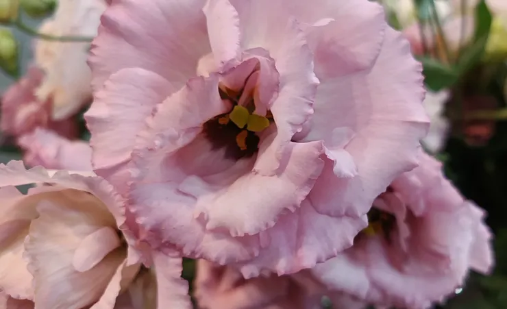 澆水太勤,根直接爛掉