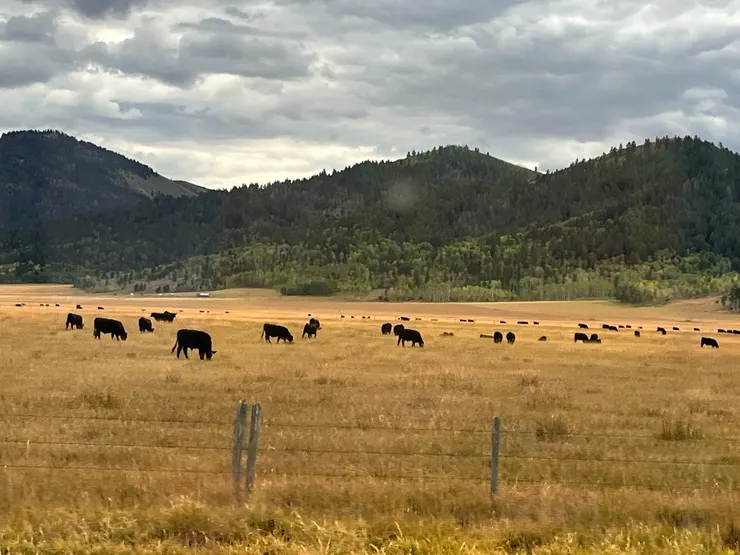 風吹草地見牛羊