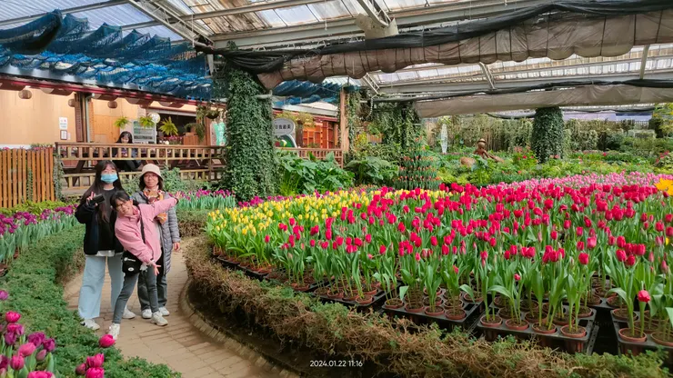 花卉中心 鬱金香花季