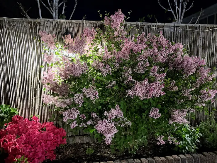 今年庭院花怒放，生命還是有開花處（我真的好瓊瑤）　加尼一起／攝
