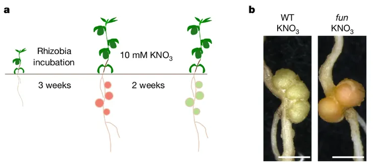 如何找出FUN突變株。圖片取自《自然》期刊