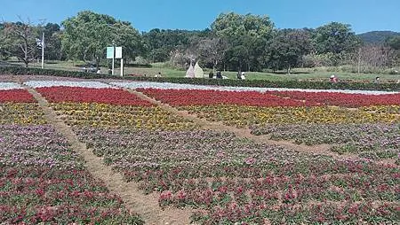 [台北旅遊]凱達格蘭族北投社到北投區三層崎公園花海、大冠鷲著