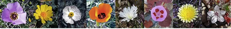 死亡谷國家公園春天野花盛開，常見花種有（由左至右）：弱莖馬里波薩百合、沙漠金、熊罌粟、馬里波薩百合、沙漠菊苣、沙漠五斑、沙漠蒲公英和丁香太陽帽。