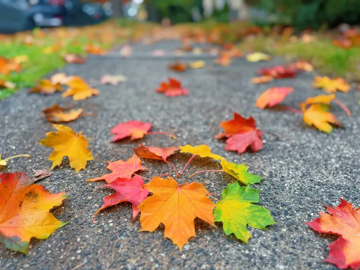 秋天的溫哥華街道，五顏六色的楓葉街景