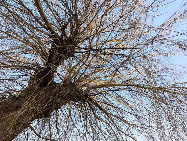 2025/02/03 立春：住家巷口一戶人家後院，有參天柳樹一棵，每次外出散步必經過。節氣之始，以汝為證。