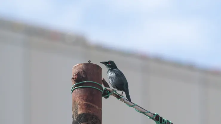 Asian glossy starling