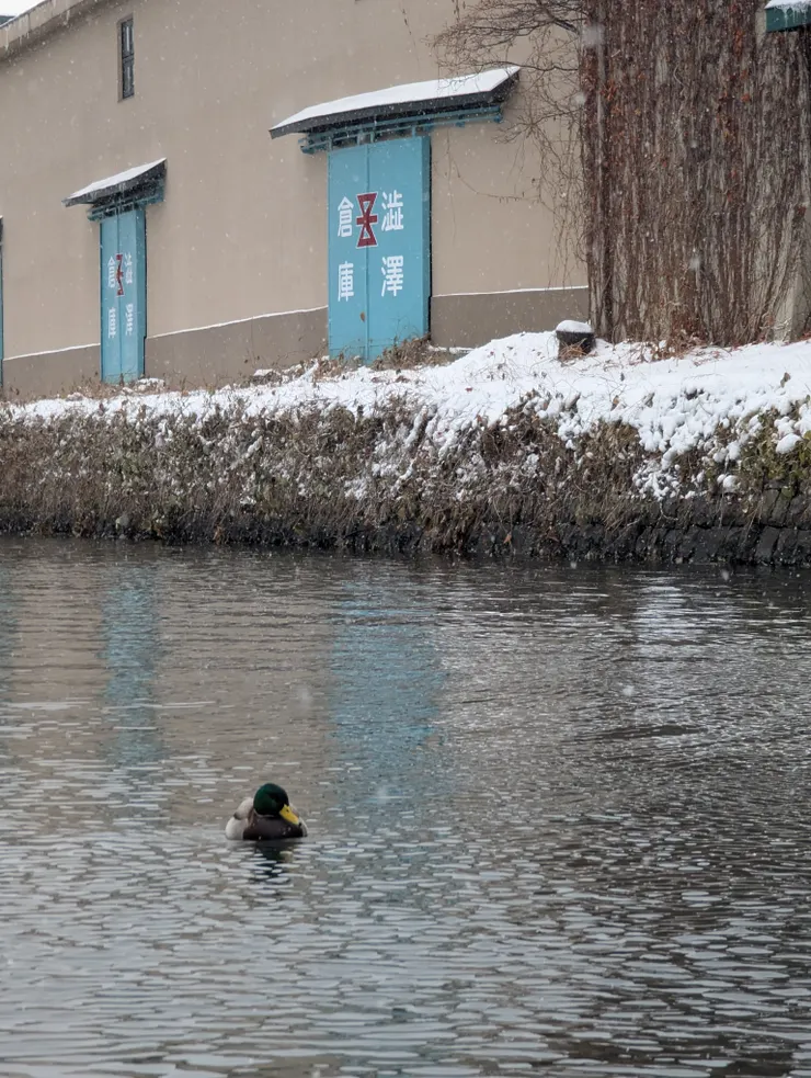 鴨子小朋友你不冷嗎！？