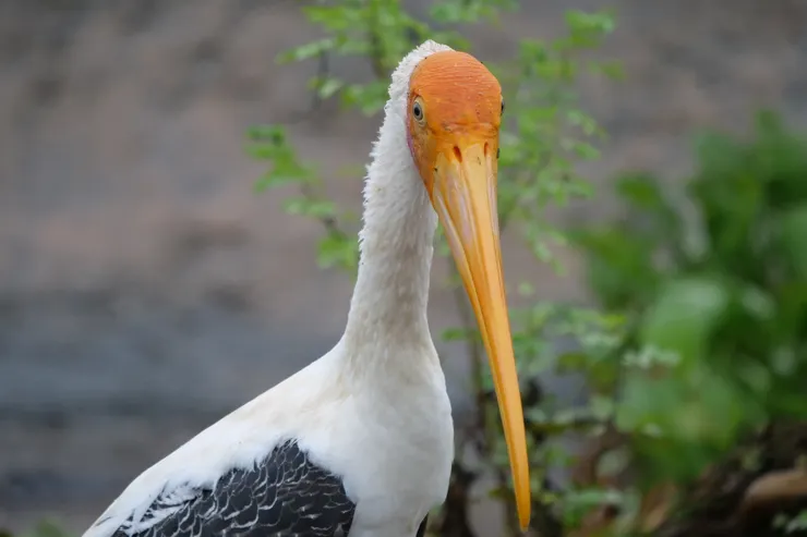 Painted Stork