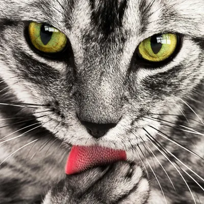 灰色先生 Ash的沙龍