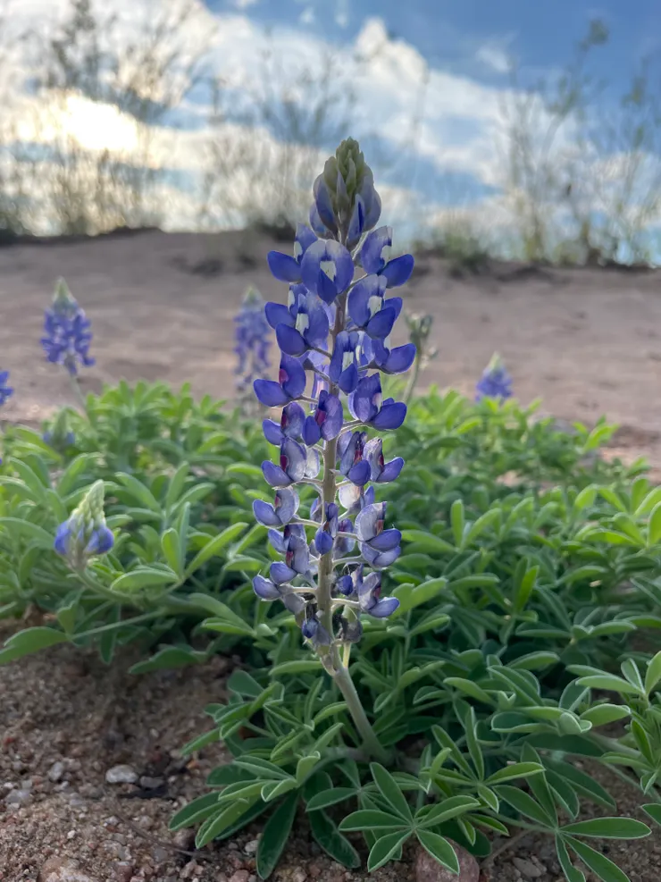 Bluebonnet