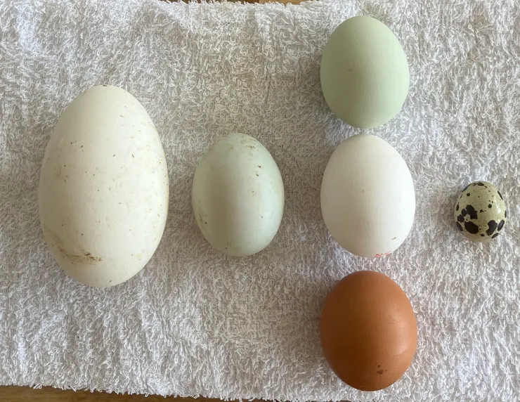 由左至右是鵝蛋、鴨蛋、雞蛋、鵪鶉蛋；由上至下的雞蛋是烏骨雞、白殼黃心、土雞蛋。來源是萬華協興蛋行。
