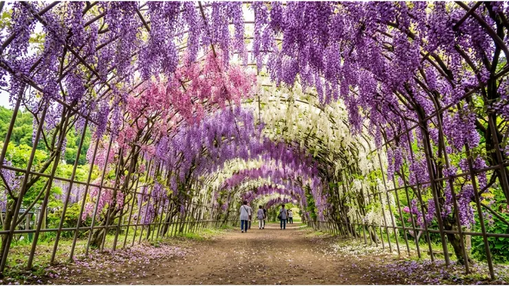 福岡河內藤園 - 紫藤花 