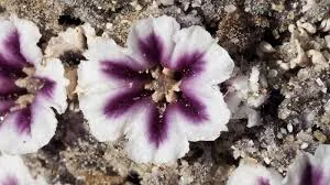 加州沙花或沙蠶花朵