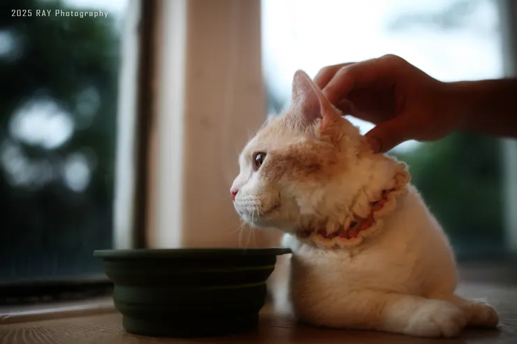 在陰天的柔順光線下，隨意地擺頭，都是愜意。