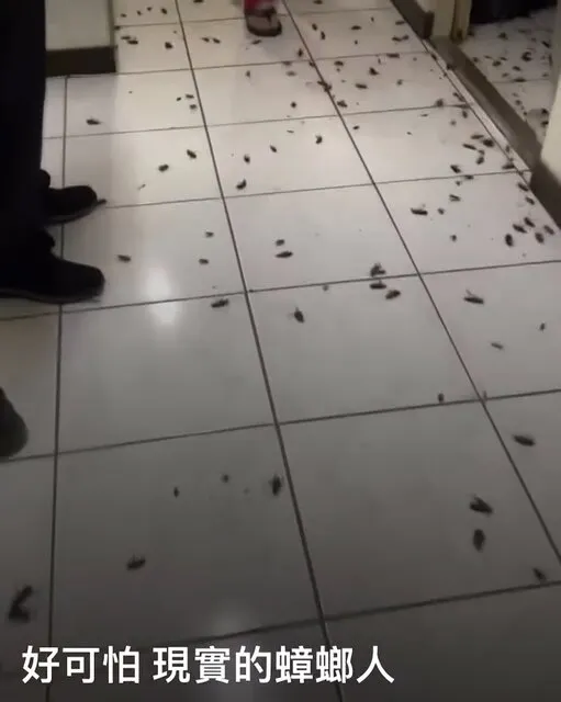 圖／翻攝自社團：內壢大小事