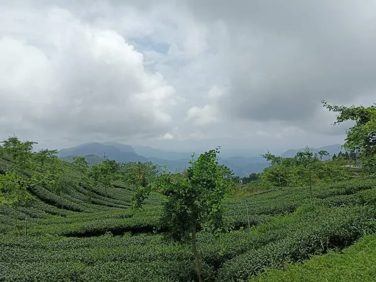 從我做瑜珈的平台望出去