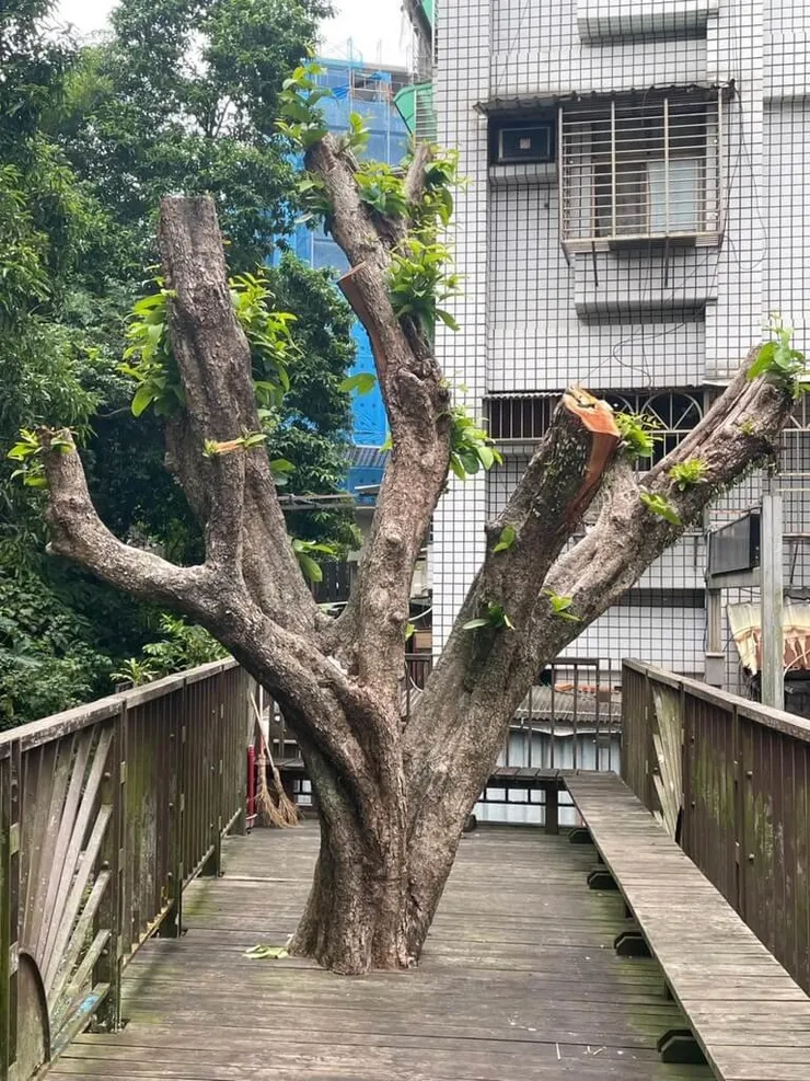 吳興街600巷內某棵蓮霧樹遭齊頭式鋸斷,宛如斷頭。(圖片來源:中央社)