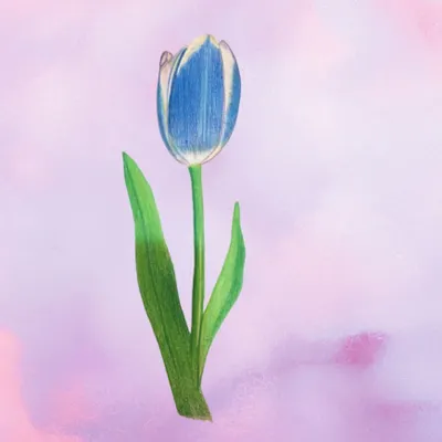 藍色鬱金香 Blue Tulip的沙龍