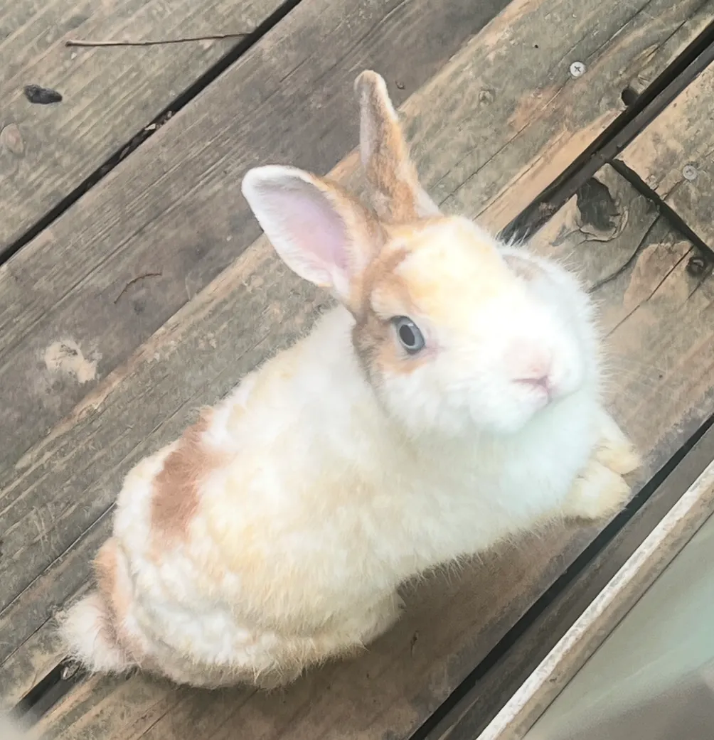 奶油爆米花的沙龍