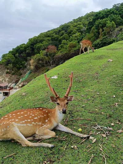 大坵島上的梅花鹿