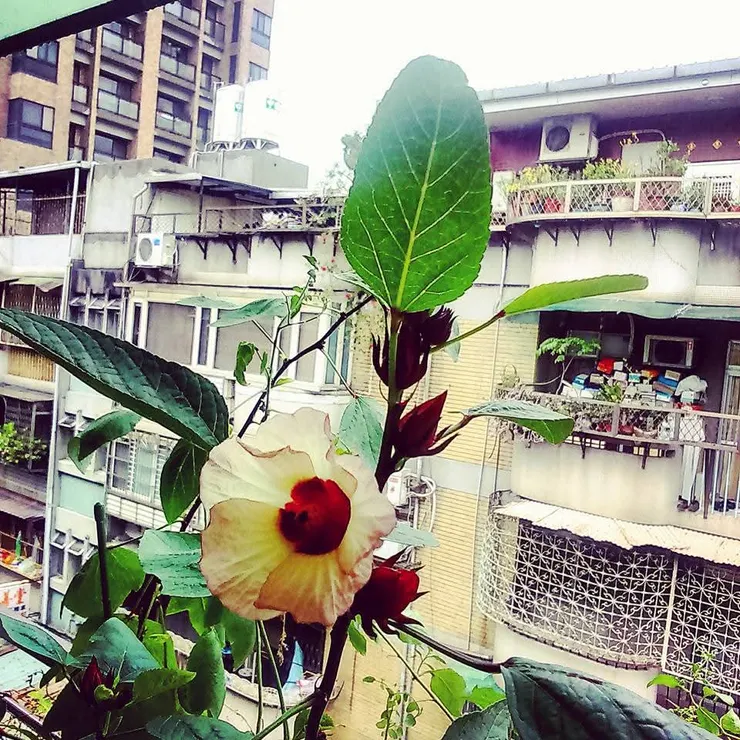 野村 祐 種植的洛神花。希望，寧靜，矜持，等待，信仰、平安。 傳說： 洛神花由洛神血淚幻化而成，是以花朵顏色紅豔燦爛。照片提供 | 梵靈乾坤工作室