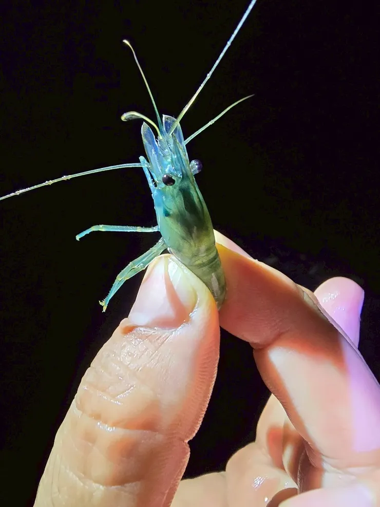 邱董晚上利用燈光，展示一流捉蝦技巧。