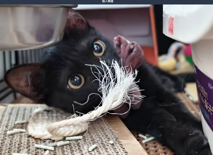 飛速成長的錢錢