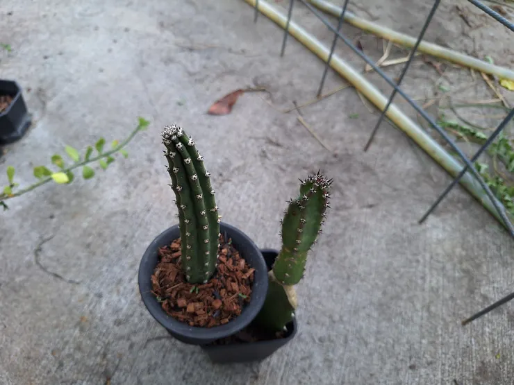 袖浦交種(左)與袖浦(右)的比較