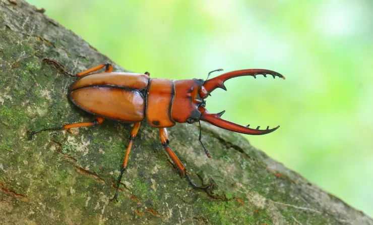 © 昆虫学liuye 的觀察紀錄