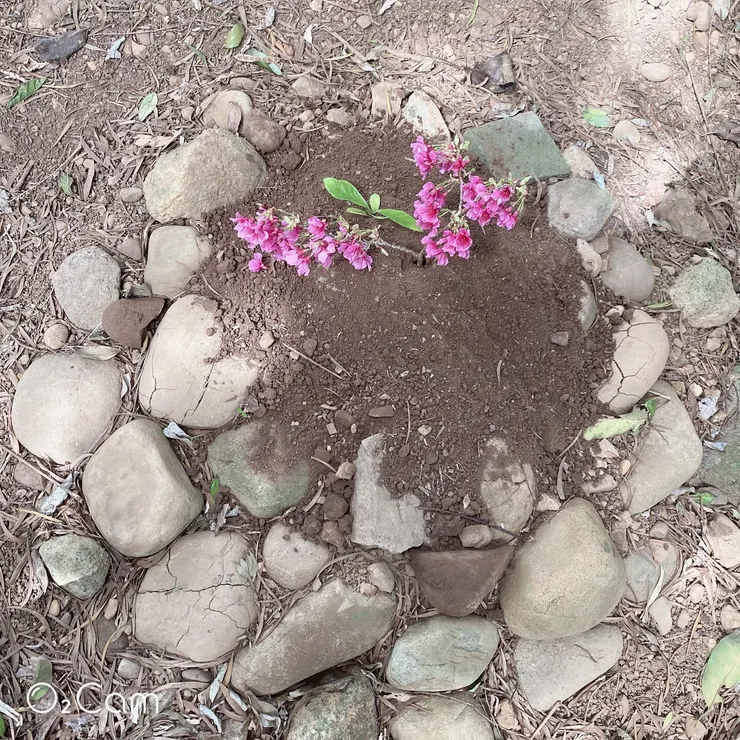 2026/02/09 有櫻花相伴的圓圓