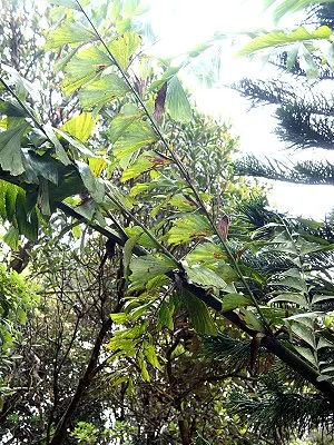 src
