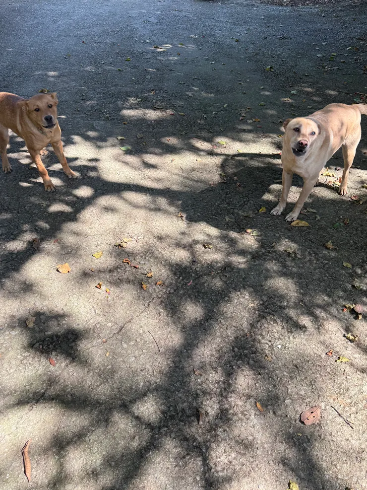 2026/03/15 一直叫的狗