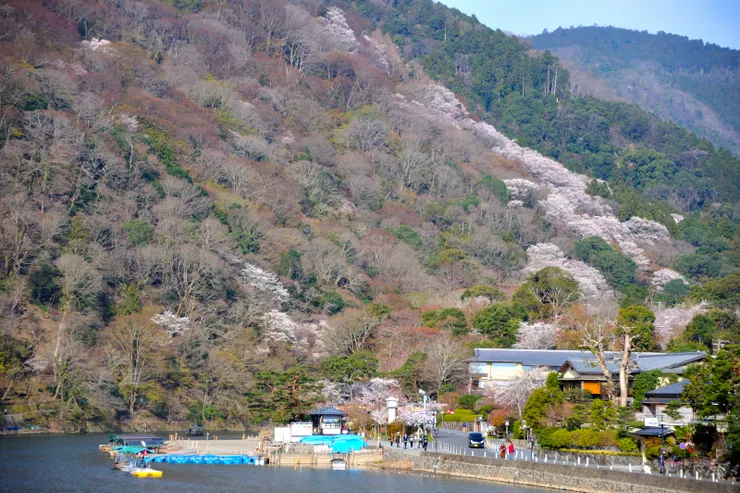 遠眺嵐山，此一簇、彼一簇花白，看得心情也春光爛漫。