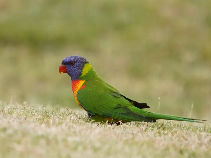 彩虹吸蜜鸚鵡 Rainbow Lorikeet