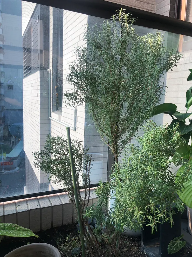半地植也需要定期修剪